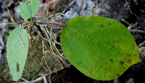  ( - BioBot00678)  @11 [ ] CreativeCommons - Attribution Non-Commercial Share-Alike (2010) Daniel H. Janzen Guanacaste Dry Forest Conservation Fund