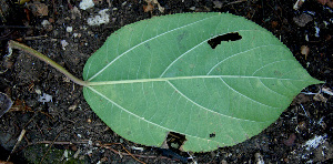  ( - BioBot00678)  @11 [ ] CreativeCommons - Attribution Non-Commercial Share-Alike (2010) Daniel H. Janzen Guanacaste Dry Forest Conservation Fund