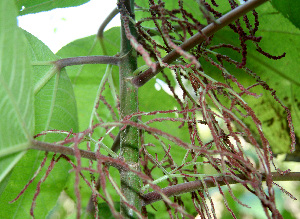  ( - BioBot00679)  @11 [ ] CreativeCommons - Attribution Non-Commercial Share-Alike (2010) Daniel H. Janzen Guanacaste Dry Forest Conservation Fund