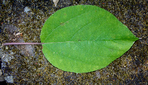  ( - BioBot00679)  @11 [ ] CreativeCommons - Attribution Non-Commercial Share-Alike (2010) Daniel H. Janzen Guanacaste Dry Forest Conservation Fund