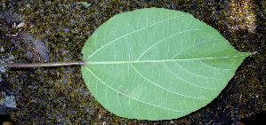  ( - BioBot00679)  @11 [ ] CreativeCommons - Attribution Non-Commercial Share-Alike (2010) Daniel H. Janzen Guanacaste Dry Forest Conservation Fund