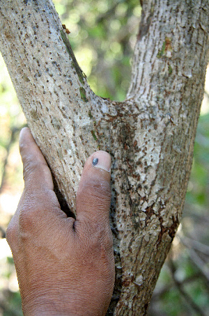  ( - BioBot00679)  @11 [ ] CreativeCommons - Attribution Non-Commercial Share-Alike (2010) Daniel H. Janzen Guanacaste Dry Forest Conservation Fund