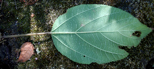  ( - BioBot00680)  @11 [ ] CreativeCommons - Attribution Non-Commercial Share-Alike (2010) Daniel H. Janzen Guanacaste Dry Forest Conservation Fund