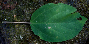  ( - BioBot00680)  @11 [ ] CreativeCommons - Attribution Non-Commercial Share-Alike (2010) Daniel H. Janzen Guanacaste Dry Forest Conservation Fund