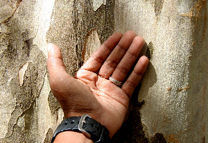  ( - BioBot00685)  @11 [ ] CreativeCommons - Attribution Non-Commercial Share-Alike (2010) Daniel H. Janzen Guanacaste Dry Forest Conservation Fund