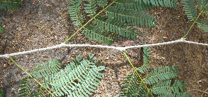  ( - BioBot00685)  @11 [ ] CreativeCommons - Attribution Non-Commercial Share-Alike (2010) Daniel H. Janzen Guanacaste Dry Forest Conservation Fund