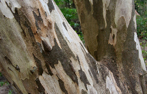  ( - BioBot00686)  @11 [ ] CreativeCommons - Attribution Non-Commercial Share-Alike (2010) Daniel H. Janzen Guanacaste Dry Forest Conservation Fund