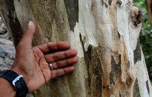  ( - BioBot00686)  @11 [ ] CreativeCommons - Attribution Non-Commercial Share-Alike (2010) Daniel H. Janzen Guanacaste Dry Forest Conservation Fund