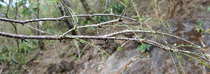  ( - BioBot00686)  @11 [ ] CreativeCommons - Attribution Non-Commercial Share-Alike (2010) Daniel H. Janzen Guanacaste Dry Forest Conservation Fund