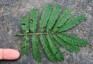  ( - BioBot00686)  @11 [ ] CreativeCommons - Attribution Non-Commercial Share-Alike (2010) Daniel H. Janzen Guanacaste Dry Forest Conservation Fund