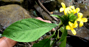  ( - BioBot00688)  @11 [ ] CreativeCommons - Attribution Non-Commercial Share-Alike (2010) Daniel H. Janzen Guanacaste Dry Forest Conservation Fund