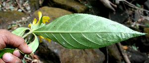  ( - BioBot00688)  @11 [ ] CreativeCommons - Attribution Non-Commercial Share-Alike (2010) Daniel H. Janzen Guanacaste Dry Forest Conservation Fund