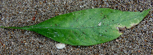  ( - BioBot00689)  @11 [ ] CreativeCommons - Attribution Non-Commercial Share-Alike (2010) Daniel H. Janzen Guanacaste Dry Forest Conservation Fund