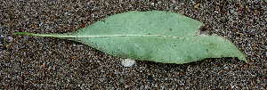  ( - BioBot00689)  @11 [ ] CreativeCommons - Attribution Non-Commercial Share-Alike (2010) Daniel H. Janzen Guanacaste Dry Forest Conservation Fund