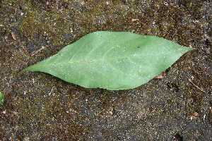  ( - BioBot00690)  @11 [ ] CreativeCommons - Attribution Non-Commercial Share-Alike (2010) Daniel H. Janzen Guanacaste Dry Forest Conservation Fund