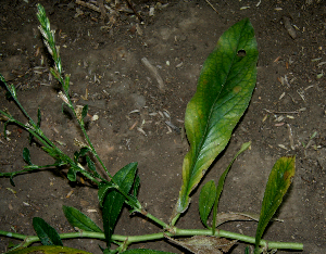  ( - BioBot00696)  @11 [ ] CreativeCommons - Attribution Non-Commercial Share-Alike (2010) Daniel H. Janzen Guanacaste Dry Forest Conservation Fund