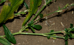  ( - BioBot00696)  @11 [ ] CreativeCommons - Attribution Non-Commercial Share-Alike (2010) Daniel H. Janzen Guanacaste Dry Forest Conservation Fund