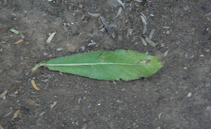  ( - BioBot00697)  @11 [ ] CreativeCommons - Attribution Non-Commercial Share-Alike (2010) Daniel H. Janzen Guanacaste Dry Forest Conservation Fund