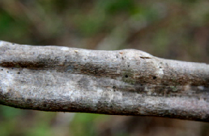  ( - BioBot00719)  @11 [ ] CreativeCommons - Attribution Non-Commercial Share-Alike (2010) Daniel H. Janzen Guanacaste Dry Forest Conservation Fund