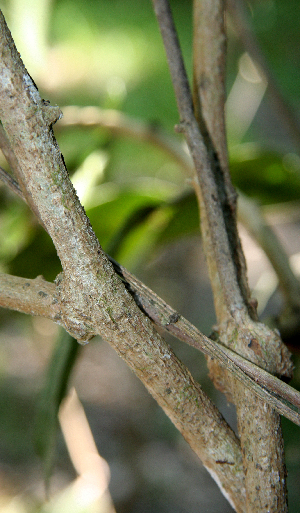  (Tournefortia Espinoza5664 - BioBot00738)  @11 [ ] CreativeCommons - Attribution Non-Commercial Share-Alike (2010) Daniel H. Janzen Guanacaste Dry Forest Conservation Fund