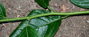  ( - BioBot00738)  @11 [ ] CreativeCommons - Attribution Non-Commercial Share-Alike (2010) Daniel H. Janzen Guanacaste Dry Forest Conservation Fund