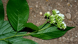  ( - BioBot00738)  @11 [ ] CreativeCommons - Attribution Non-Commercial Share-Alike (2010) Daniel H. Janzen Guanacaste Dry Forest Conservation Fund