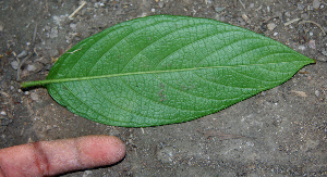  ( - BioBot00738)  @11 [ ] CreativeCommons - Attribution Non-Commercial Share-Alike (2010) Daniel H. Janzen Guanacaste Dry Forest Conservation Fund