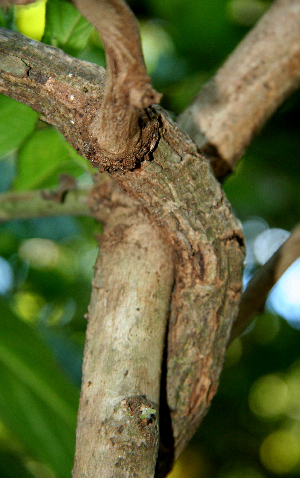  ( - BioBot00739)  @11 [ ] CreativeCommons - Attribution Non-Commercial Share-Alike (2010) Daniel H. Janzen Guanacaste Dry Forest Conservation Fund