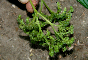  ( - BioBot00740)  @11 [ ] CreativeCommons - Attribution Non-Commercial Share-Alike (2010) Daniel H. Janzen Guanacaste Dry Forest Conservation Fund