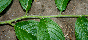  ( - BioBot00740)  @11 [ ] CreativeCommons - Attribution Non-Commercial Share-Alike (2010) Daniel H. Janzen Guanacaste Dry Forest Conservation Fund