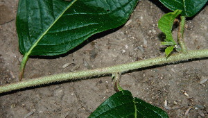  ( - BioBot00740)  @11 [ ] CreativeCommons - Attribution Non-Commercial Share-Alike (2010) Daniel H. Janzen Guanacaste Dry Forest Conservation Fund