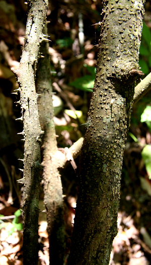  (Solanum Espinoza5665 - BioBot00741)  @11 [ ] CreativeCommons - Attribution Non-Commercial Share-Alike (2010) Daniel H. Janzen Guanacaste Dry Forest Conservation Fund
