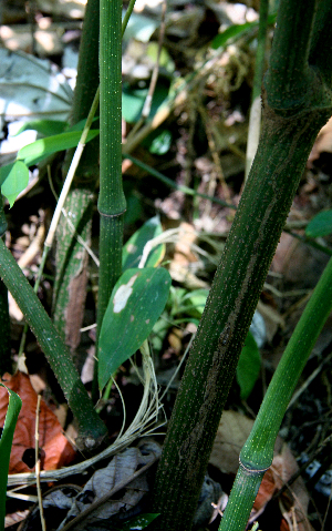  ( - BioBot00744)  @11 [ ] CreativeCommons - Attribution Non-Commercial Share-Alike (2010) Daniel H. Janzen Guanacaste Dry Forest Conservation Fund