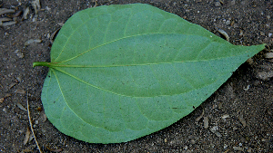  ( - BioBot00744)  @11 [ ] CreativeCommons - Attribution Non-Commercial Share-Alike (2010) Daniel H. Janzen Guanacaste Dry Forest Conservation Fund