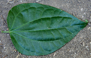  ( - BioBot00744)  @11 [ ] CreativeCommons - Attribution Non-Commercial Share-Alike (2010) Daniel H. Janzen Guanacaste Dry Forest Conservation Fund