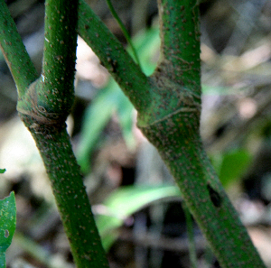  ( - BioBot00745)  @11 [ ] CreativeCommons - Attribution Non-Commercial Share-Alike (2010) Daniel H. Janzen Guanacaste Dry Forest Conservation Fund