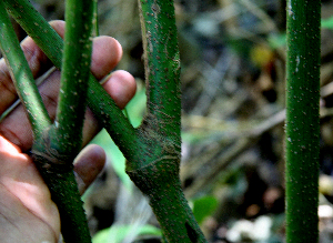  ( - BioBot00745)  @11 [ ] CreativeCommons - Attribution Non-Commercial Share-Alike (2010) Daniel H. Janzen Guanacaste Dry Forest Conservation Fund