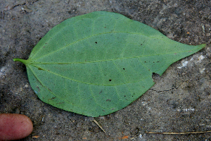  ( - BioBot00745)  @11 [ ] CreativeCommons - Attribution Non-Commercial Share-Alike (2010) Daniel H. Janzen Guanacaste Dry Forest Conservation Fund