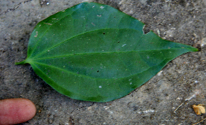  ( - BioBot00745)  @11 [ ] CreativeCommons - Attribution Non-Commercial Share-Alike (2010) Daniel H. Janzen Guanacaste Dry Forest Conservation Fund