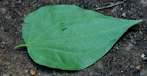  ( - BioBot00746)  @11 [ ] CreativeCommons - Attribution Non-Commercial Share-Alike (2010) Daniel H. Janzen Guanacaste Dry Forest Conservation Fund