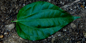  ( - BioBot00746)  @11 [ ] CreativeCommons - Attribution Non-Commercial Share-Alike (2010) Daniel H. Janzen Guanacaste Dry Forest Conservation Fund