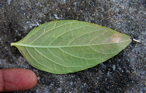 (Alternanthera pubiflora - BioBot00749)  @11 [ ] CreativeCommons - Attribution Non-Commercial Share-Alike (2010) Daniel H. Janzen Guanacaste Dry Forest Conservation Fund