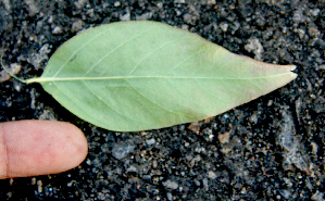  ( - BioBot00750)  @11 [ ] CreativeCommons - Attribution Non-Commercial Share-Alike (2010) Daniel H. Janzen Guanacaste Dry Forest Conservation Fund