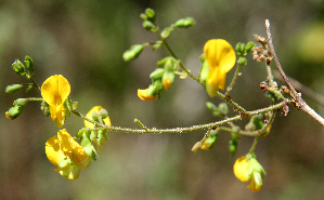  (Diphysa humilis - BioBot00753)  @11 [ ] CreativeCommons - Attribution Non-Commercial Share-Alike (2010) Daniel H. Janzen Guanacaste Dry Forest Conservation Fund