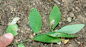  ( - BioBot00753)  @11 [ ] CreativeCommons - Attribution Non-Commercial Share-Alike (2010) Daniel H. Janzen Guanacaste Dry Forest Conservation Fund