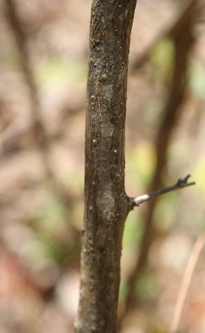  ( - BioBot00754)  @11 [ ] CreativeCommons - Attribution Non-Commercial Share-Alike (2010) Daniel H. Janzen Guanacaste Dry Forest Conservation Fund