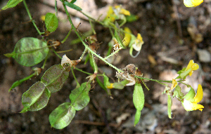  ( - BioBot00754)  @11 [ ] CreativeCommons - Attribution Non-Commercial Share-Alike (2010) Daniel H. Janzen Guanacaste Dry Forest Conservation Fund