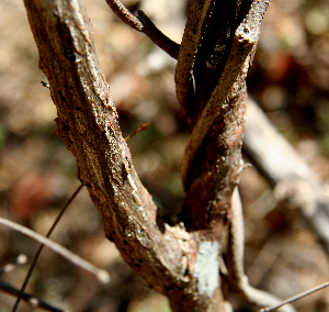  ( - BioBot00755)  @11 [ ] CreativeCommons - Attribution Non-Commercial Share-Alike (2010) Daniel H. Janzen Guanacaste Dry Forest Conservation Fund