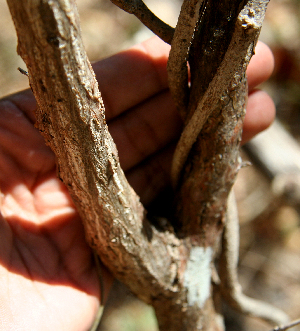  ( - BioBot00755)  @11 [ ] CreativeCommons - Attribution Non-Commercial Share-Alike (2010) Daniel H. Janzen Guanacaste Dry Forest Conservation Fund