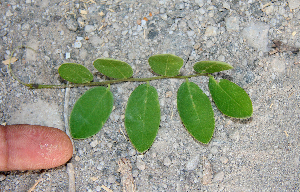  ( - BioBot00755)  @11 [ ] CreativeCommons - Attribution Non-Commercial Share-Alike (2010) Daniel H. Janzen Guanacaste Dry Forest Conservation Fund